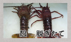 殻 脱ぎたて 写真